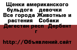 Щенки американского бульдога ( девочки) - Все города Животные и растения » Собаки   . Дагестан респ.,Дербент г.